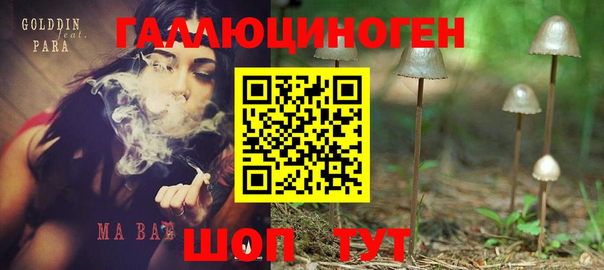 Галлюциногенные грибы Psilocybine cubensis Петрозаводск